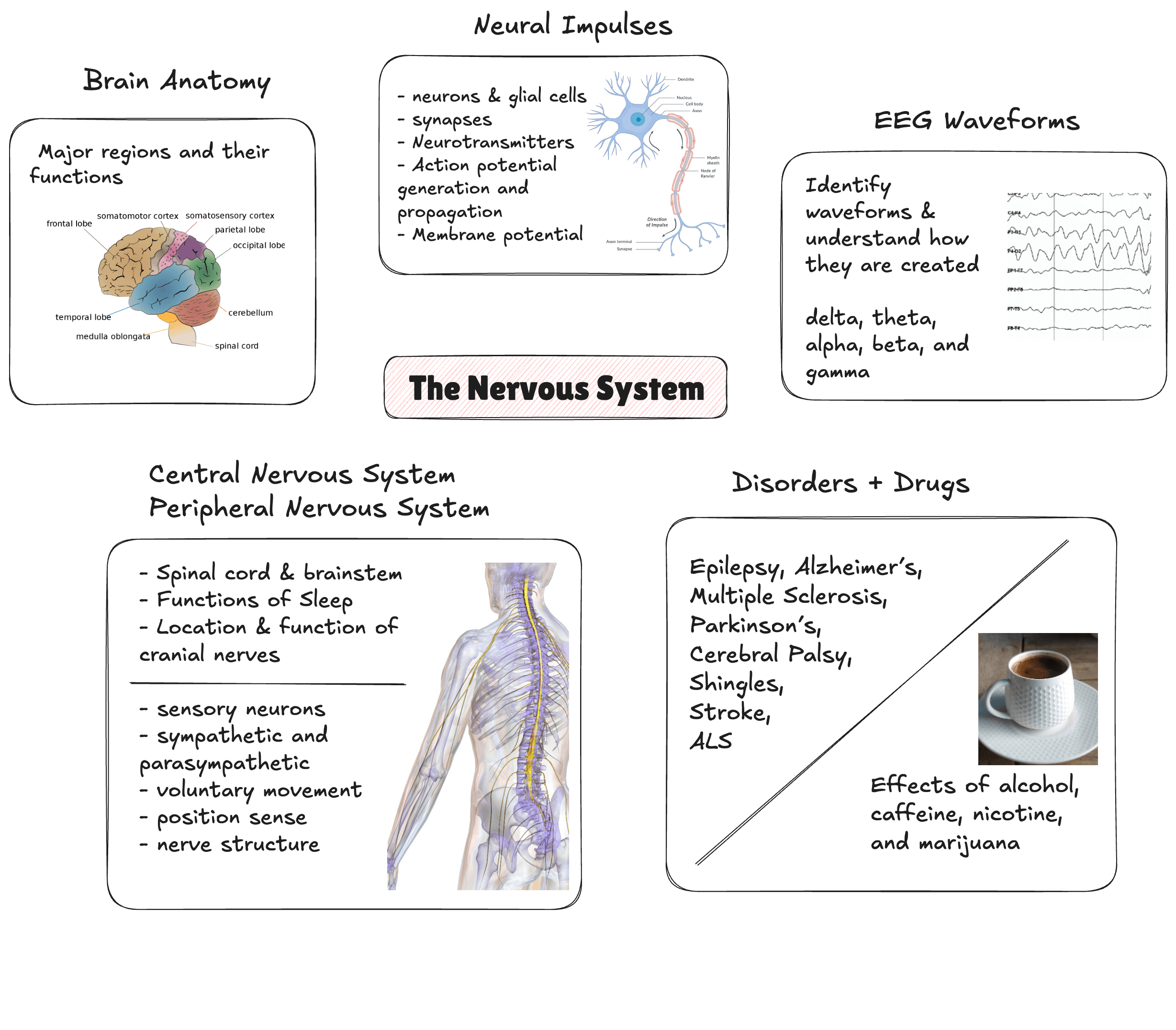 Nervous System Topics Image